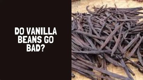 Do Vanilla Beans Go Bad How Long Do Vanilla Beans Last