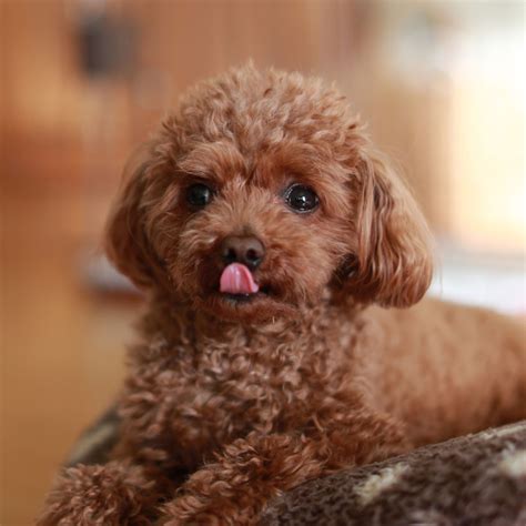 Toy Poodle Breeder Miami For A Larger Account Fonction