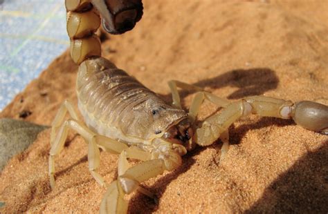 Las Vegas Scorpion Pest Control Preventive Pest Control