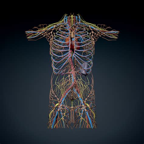 Human Male Torso Anatomy Muscles 3d Model