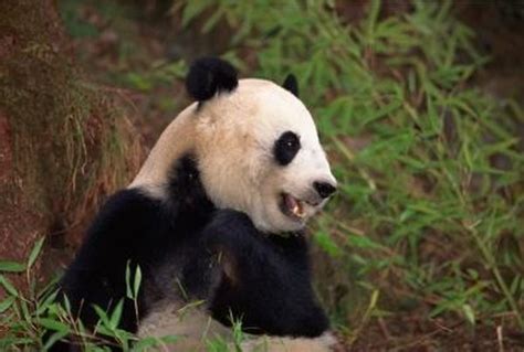 The Organizations That Protect Giant Pandas The Classroom Synonym