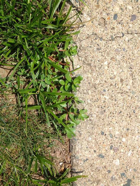 Weed Management Next To Sidewalks And Driveways Purdue University