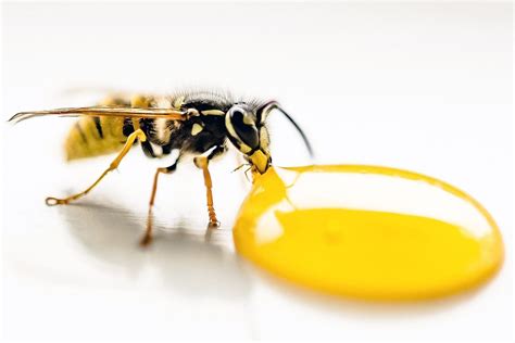 Home Remedy For Wasp Sting Exploring Tried And Tested Methods