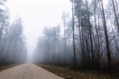 Country Road In A Misty Forest With Tall Pine Trees Stock Photo Image
