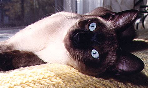 Seal Point Siamese So Beautiful Siamese Cats Cats And Kittens Feline