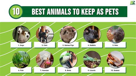 The 10 Best Animals To Keep As Pets In 2024 A Z Animals