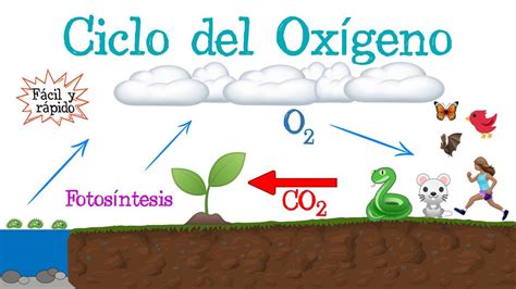 ♻️ Ciclo Del Oxígeno 🔵 Fácil Y Rápido BiologÍa Youtube