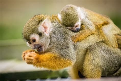 Help To Name The New Squirrel Monkey Baby Woburn Safari Park
