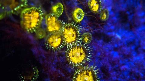 Coral Reefs Look Stunning Under Uv Light Others