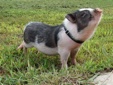 Heads Up Piglet Potbelly Pigs Now Allowed As Pets In Brookhaven