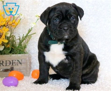 Is the cane corso the dog for you? Trooper (With images) | Cane corso puppies, Cane corso ...