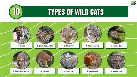 10 Types Of Wild Cats A Z Animals