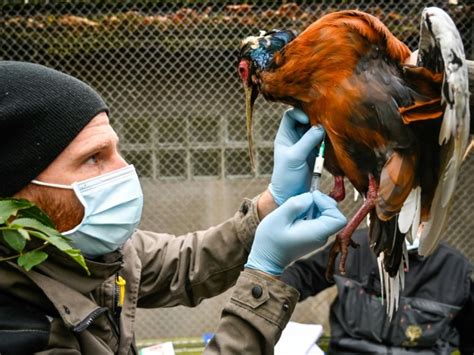 La grippe aviaire est une forme de grippe qui touche les oiseaux. Vaccination contre la grippe aviaire pour 500 oiseaux du ...