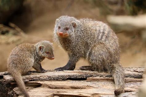 Mongoose Animal Facts Helogale Parvula A Z Animals