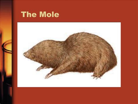 Ppt The Mole Powerpoint Presentation Free Download Id16795