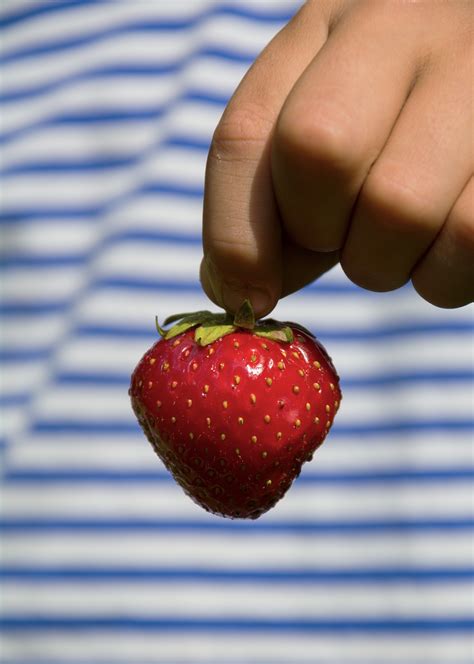 Strawberry In The Hand | Free Stock Photo | LibreShot