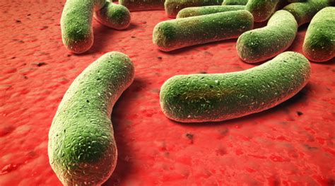 Bacterias Farmanuario