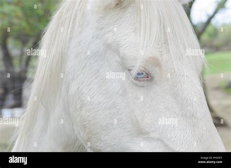 Equus Ferus Caballus Detail Of White Horse Albino With Beautiful