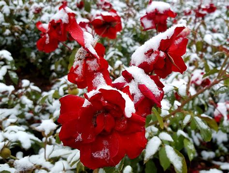Red Roses Covered By Snow Photograph By Ambasador