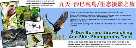 9 Day Borneo Birdwatching And Birds Photoghraphy Tour Birds Malaysia