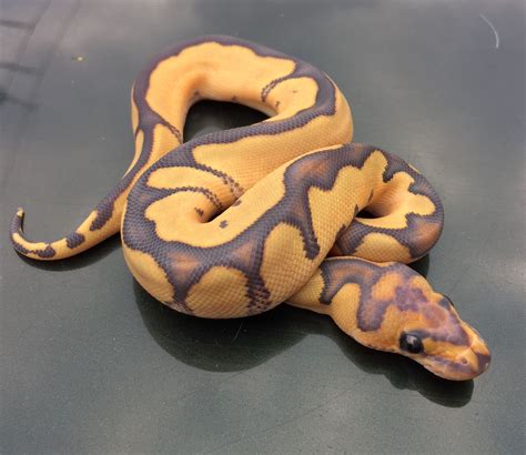 Super Reduced Hypo Clown Pet Snake Ball Python Ball Python Morphs