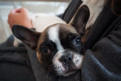 How To Treat French Bulldog Yeast Infection Revealed Ask Frenchie