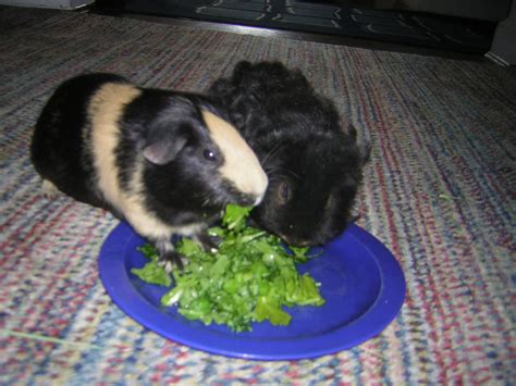 First and foremost, your guinea pigs should always get a proper, balanced diet with a good variety of hay, supplementary pellets, fresh vegetables and fruits. Cavy Savvy: A Guinea Pig Blog: Can Guinea Pigs Eat Arugula?