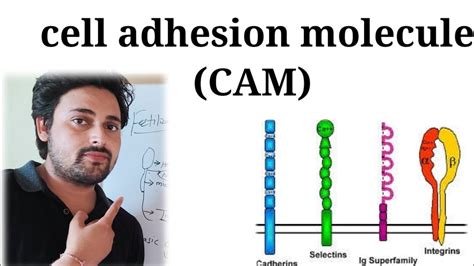 Cell Adhesion Molecule हिंदी में Explained Cam क्या होते हैं