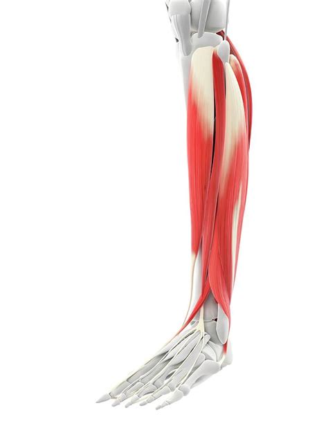 Calf Muscles Photograph By Scieproscience Photo Library