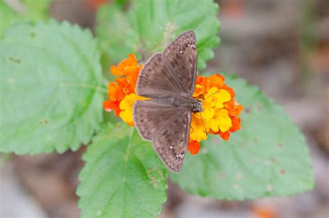 Window On A Texas Wildscape New Butterfly Species