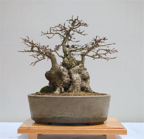 Quick Guide To Species For Deciduous Bonsai