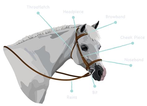 Chapter 2 Parts Of English Bridles Allpony