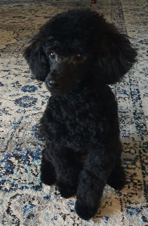 Freddie Toy Poodle Toy Poodle Black Toy Poodle Haircut Toy Poodle