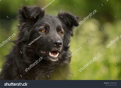 Mixed Breed Beautiful Black Dog Mutt Stock Photo 1434364646 Shutterstock