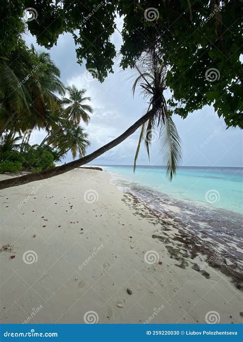 Maldives Ocean Sea Beach Palm Trees Stock Photo Image Of Vacation
