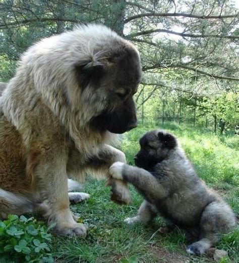Caucasian Ovcharka Temperament Lifespan Shedding Puppy