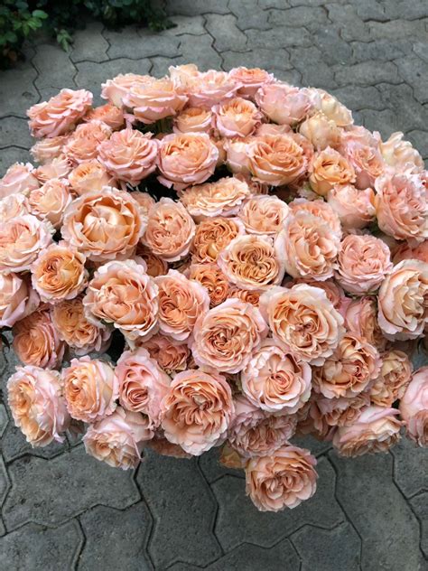 Apricot Lace Interplant Roses