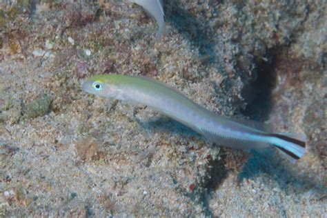 Flagtail Blanquillo Reef Fish Of The Hawaiian Islands · Inaturalist