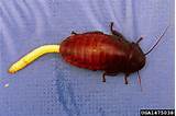 What Is A Hissing Cockroach Images