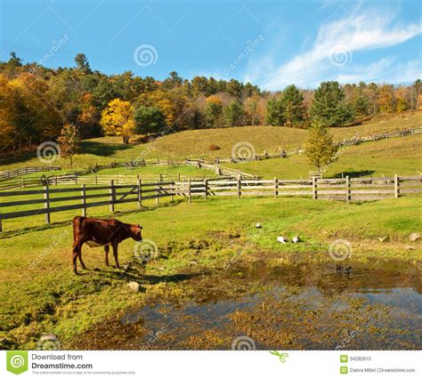 Country Scene With Cow Watching Ducks Stock Image Image