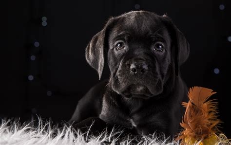 Cane Corso Dog Puppy 4k Hd Hd Animals 4k Wallpapers Images