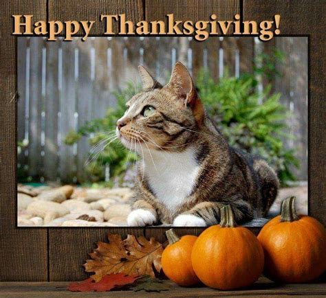 joey the garden cat thanksgiving images thanksgiving wishes happy thanksgiving