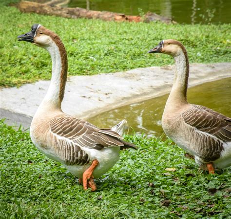 Swan Goose Cebu Safari And Adventure Park
