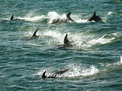 New Zealand Bay Of Island Tourists Banned From Swimming With Dolphins