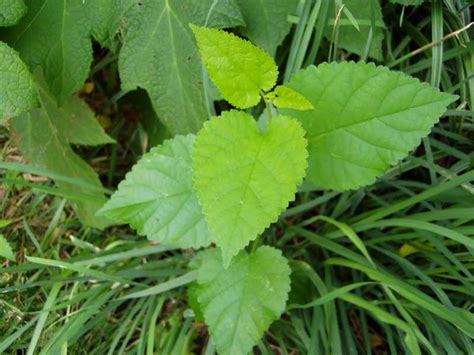 15 219 garden weed stock video clips in 4k and hd for creative projects. Weeds and parasitic plants
