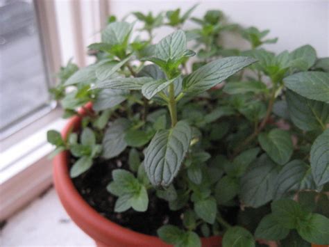 Mint Varieties From Chocolate Mint To Peppermint Delishably