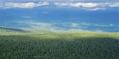 Russia Forests Forest Reinos Bosque Nemus Mil