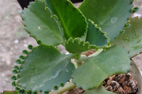 Contoh penulisan nomor telepon dalam kop surat resmi adalah telepon (021) 5711144. Salah Satu Contoh Surat Niaga Adalah : 16 Contoh Surat ...