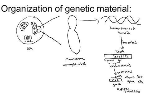 Organization Of Genetic Material Diagram Quizlet