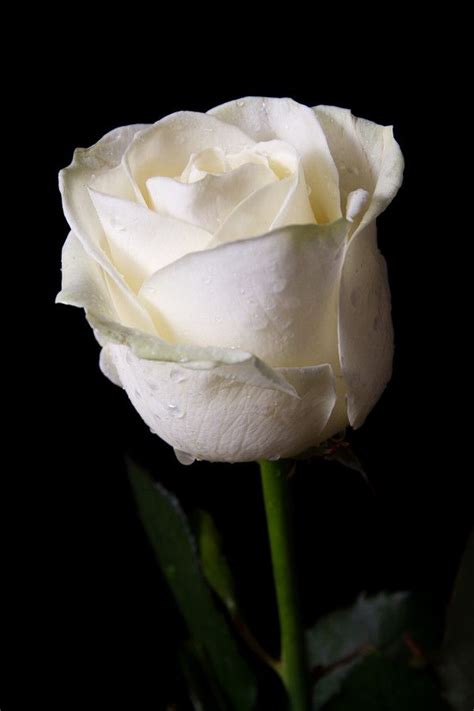 White Rose By Alex Carlan 500px White Roses White Rose Flower
